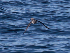 Ptychoramphus aleuticus