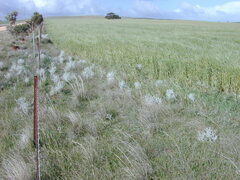 Acanthocladium dockeri