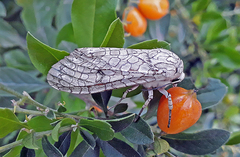 Hypercompe abdominalis