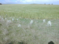 Acanthocladium dockeri