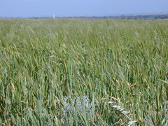 Acanthocladium dockeri