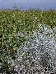 Acanthocladium dockeri