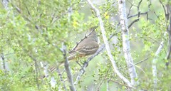 Myiarchus cinerascens