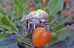 Hypercompe abdominalis