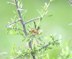 Polistes arizonensis