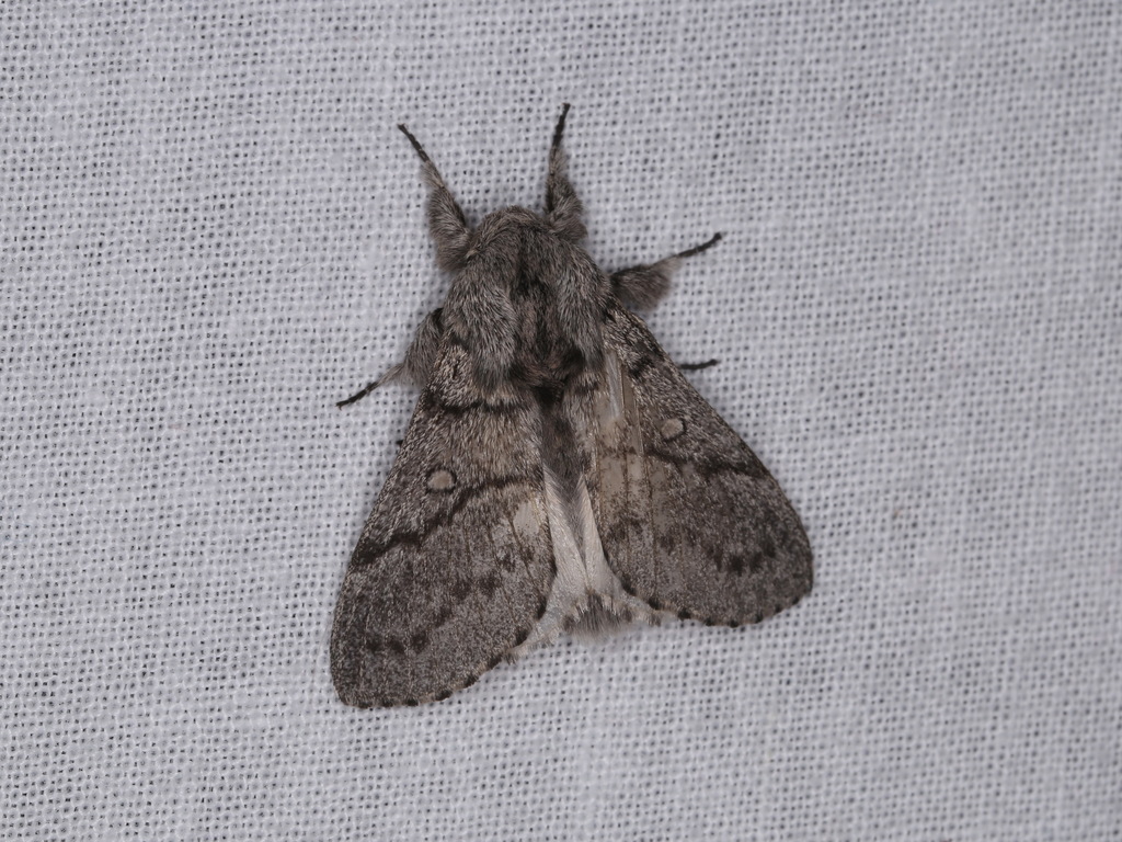 Porela notodontina