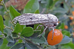 Hypercompe abdominalis