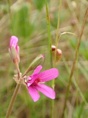 Pelargonium rodneyanum