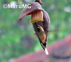 Phaethornis longirostris