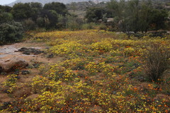 Ursinia calenduliflora