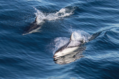 Sagmatias obliquidens