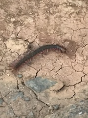 Scolopendra subspinipes