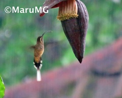 Phaethornis longirostris