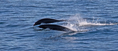 Lissodelphis borealis