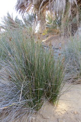 Juncus rigidus