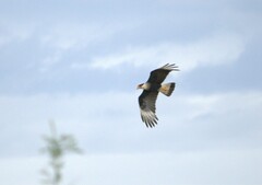 Caracara plancus cheriway