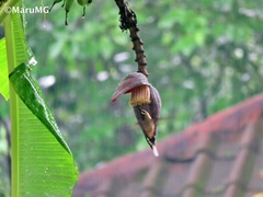 Phaethornis longirostris