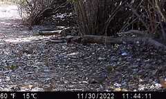 Zonotrichia leucophrys