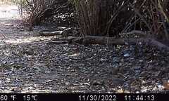 Zonotrichia leucophrys