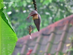 Phaethornis longirostris