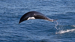 Lissodelphis borealis