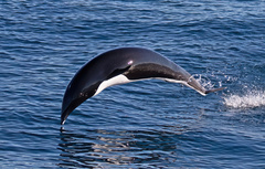 Lissodelphis borealis