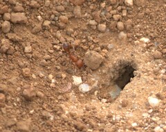 Pogonomyrmex maricopa