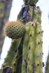 Corryocactus brevistylus