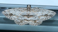 Didymoctenia exsuperata