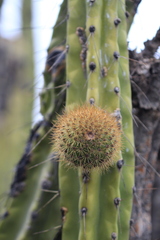 Corryocactus brevistylus