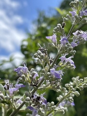 Vitex trifolia
