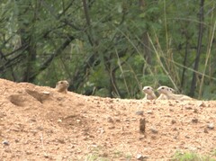 Xerospermophilus tereticaudus