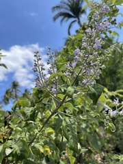 Vitex trifolia
