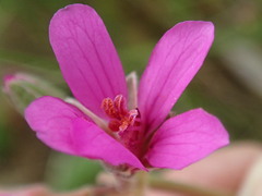 Pelargonium rodneyanum
