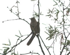 Toxostoma bendirei