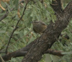 Campylorhynchus brunneicapillus