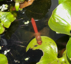 Sympetrum gilvum