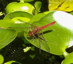 Sympetrum gilvum