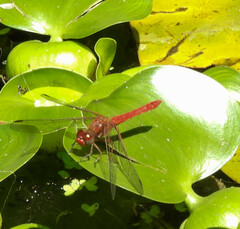Sympetrum gilvum