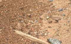 Pogonomyrmex bicolor