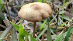 Bolbitius variicolor