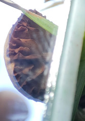 Bolbitius variicolor