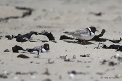 Thinornis cucullatus