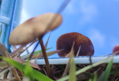 Bolbitius variicolor