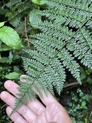 Monachosorum subdigitatum