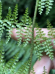 Monachosorum subdigitatum