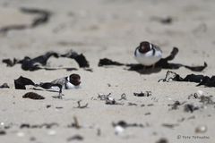 Thinornis cucullatus