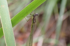 Labidiosticta vallisi
