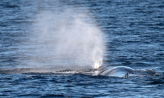 Physeter macrocephalus