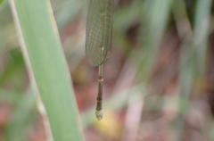 Labidiosticta vallisi